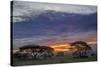 Acacia trees silhouetted at sunset, Serengeti National Park, Tanzania, Africa-Adam Jones-Stretched Canvas