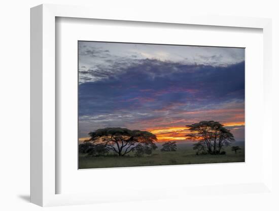 Acacia trees silhouetted at sunset, Serengeti National Park, Tanzania, Africa-Adam Jones-Framed Photographic Print