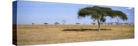 Acacia Trees with Weaver Bird Nests, Antelope and Zebras, Serengeti National Park, Tanzania-null-Stretched Canvas