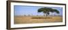 Acacia Trees with Weaver Bird Nests, Antelope and Zebras, Serengeti National Park, Tanzania-null-Framed Photographic Print