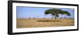 Acacia Trees with Weaver Bird Nests, Antelope and Zebras, Serengeti National Park, Tanzania-null-Framed Photographic Print