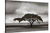 Acacia Trees-Jorge Llovet-Stretched Canvas