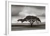 Acacia Trees-Jorge Llovet-Framed Art Print