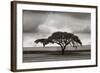 Acacia Trees-Jorge Llovet-Framed Art Print