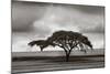 Acacia Trees-Jorge Llovet-Mounted Art Print