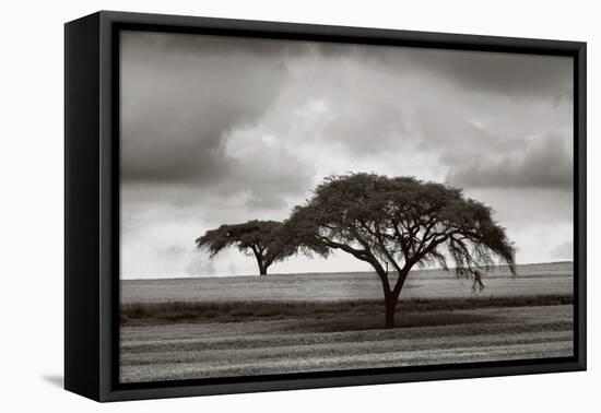 Acacia Trees-Jorge Llovet-Framed Stretched Canvas