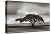 Acacia Trees-Jorge Llovet-Stretched Canvas