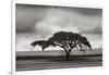 Acacia Trees-Jorge Llovet-Framed Art Print