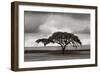 Acacia Trees-Jorge Llovet-Framed Art Print