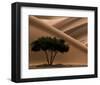 Acacia-Philippe Bourseiller-Framed Art Print