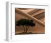 Acacia-Philippe Bourseiller-Framed Art Print