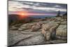 Acadia National Park Sunset-Alan Majchrowicz-Mounted Photographic Print
