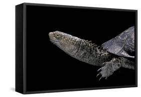 Acanthochelys Spixii (Black Spine-Necked Swamp Turtle)-Paul Starosta-Framed Stretched Canvas