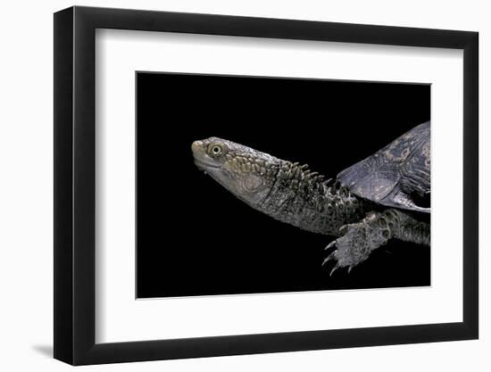 Acanthochelys Spixii (Black Spine-Necked Swamp Turtle)-Paul Starosta-Framed Photographic Print