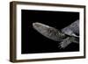 Acanthochelys Spixii (Black Spine-Necked Swamp Turtle)-Paul Starosta-Framed Photographic Print