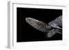 Acanthochelys Spixii (Black Spine-Necked Swamp Turtle)-Paul Starosta-Framed Photographic Print