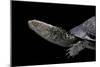 Acanthochelys Spixii (Black Spine-Necked Swamp Turtle)-Paul Starosta-Mounted Photographic Print