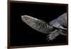 Acanthochelys Spixii (Black Spine-Necked Swamp Turtle)-Paul Starosta-Framed Photographic Print