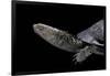 Acanthochelys Spixii (Black Spine-Necked Swamp Turtle)-Paul Starosta-Framed Photographic Print