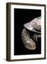 Acanthochelys Spixii (Black Spine-Necked Swamp Turtle)-Paul Starosta-Framed Photographic Print