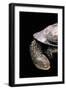 Acanthochelys Spixii (Black Spine-Necked Swamp Turtle)-Paul Starosta-Framed Photographic Print