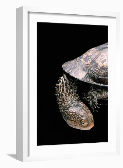 Acanthochelys Spixii (Black Spine-Necked Swamp Turtle)-Paul Starosta-Framed Photographic Print