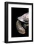 Acanthochelys Spixii (Black Spine-Necked Swamp Turtle)-Paul Starosta-Framed Photographic Print