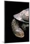 Acanthochelys Spixii (Black Spine-Necked Swamp Turtle)-Paul Starosta-Mounted Photographic Print