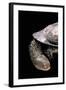 Acanthochelys Spixii (Black Spine-Necked Swamp Turtle)-Paul Starosta-Framed Photographic Print