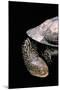 Acanthochelys Spixii (Black Spine-Necked Swamp Turtle)-Paul Starosta-Mounted Photographic Print