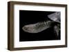 Acanthochelys Spixii (Black Spine-Necked Swamp Turtle)-Paul Starosta-Framed Photographic Print