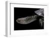 Acanthochelys Spixii (Black Spine-Necked Swamp Turtle)-Paul Starosta-Framed Photographic Print