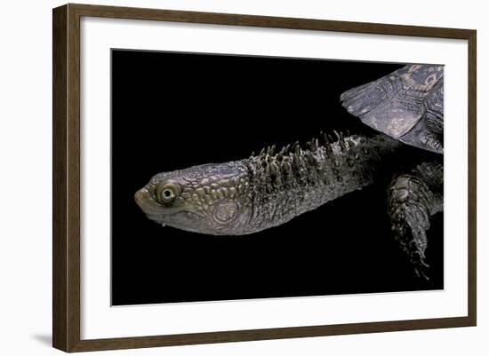 Acanthochelys Spixii (Black Spine-Necked Swamp Turtle)-Paul Starosta-Framed Photographic Print