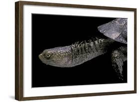 Acanthochelys Spixii (Black Spine-Necked Swamp Turtle)-Paul Starosta-Framed Photographic Print