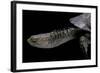 Acanthochelys Spixii (Black Spine-Necked Swamp Turtle)-Paul Starosta-Framed Photographic Print