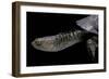 Acanthochelys Spixii (Black Spine-Necked Swamp Turtle)-Paul Starosta-Framed Photographic Print