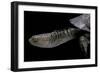 Acanthochelys Spixii (Black Spine-Necked Swamp Turtle)-Paul Starosta-Framed Photographic Print