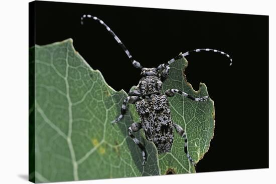 Acanthoderes Clavipes (Longhorn Beetle)-Paul Starosta-Stretched Canvas