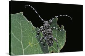 Acanthoderes Clavipes (Longhorn Beetle)-Paul Starosta-Stretched Canvas