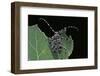 Acanthoderes Clavipes (Longhorn Beetle)-Paul Starosta-Framed Photographic Print