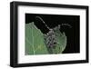 Acanthoderes Clavipes (Longhorn Beetle)-Paul Starosta-Framed Photographic Print