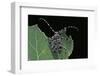 Acanthoderes Clavipes (Longhorn Beetle)-Paul Starosta-Framed Photographic Print