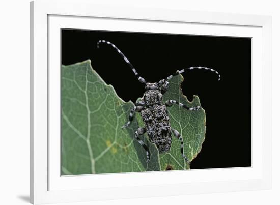 Acanthoderes Clavipes (Longhorn Beetle)-Paul Starosta-Framed Photographic Print