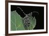 Acanthoderes Clavipes (Longhorn Beetle)-Paul Starosta-Framed Photographic Print