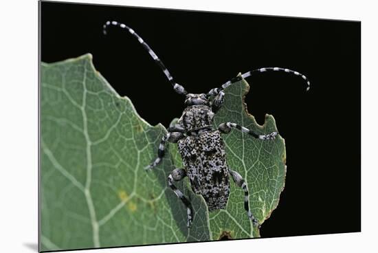 Acanthoderes Clavipes (Longhorn Beetle)-Paul Starosta-Mounted Photographic Print