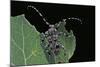 Acanthoderes Clavipes (Longhorn Beetle)-Paul Starosta-Mounted Photographic Print