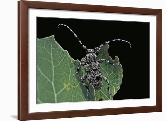 Acanthoderes Clavipes (Longhorn Beetle)-Paul Starosta-Framed Photographic Print