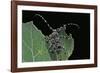 Acanthoderes Clavipes (Longhorn Beetle)-Paul Starosta-Framed Photographic Print