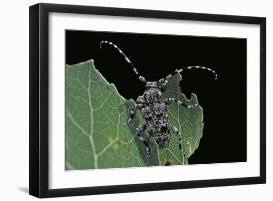 Acanthoderes Clavipes (Longhorn Beetle)-Paul Starosta-Framed Photographic Print