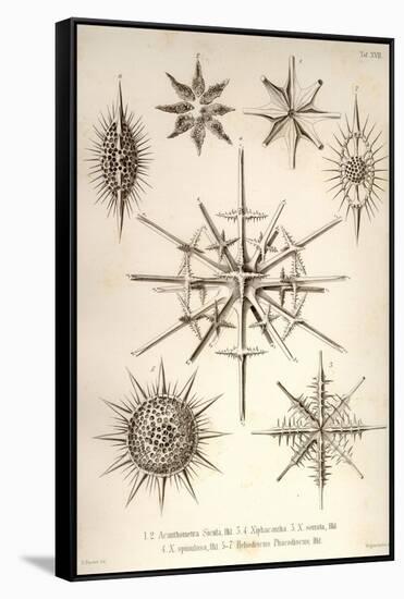 Acanthometra Sicula, Xiphacantha Types and Heliodiscus Phacodiscus-Ernst Haeckel-Framed Stretched Canvas